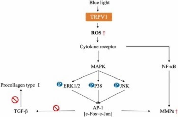 Fig. 5. BL activatesTRPV1and induces ECM alterations