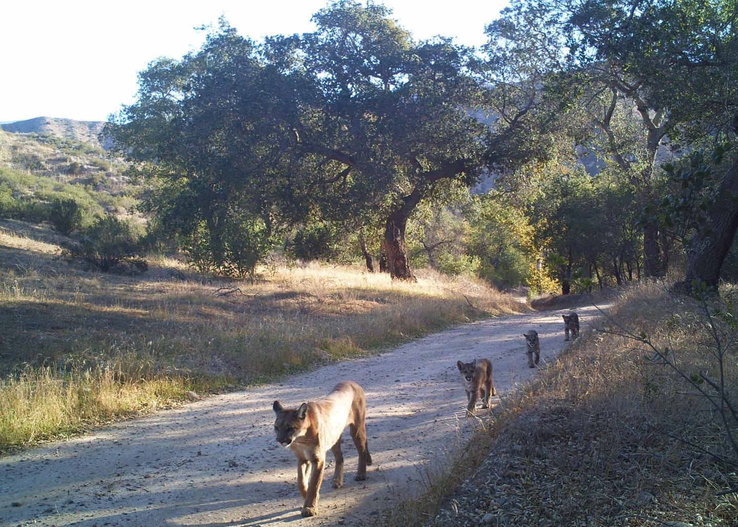 California Cougars