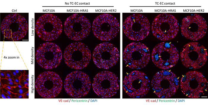 Immunofluorescence images showing the effects of contactless paracrine signaling interactions or physical contact