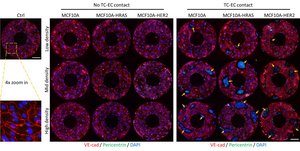 Immunofluorescence images showing the effects of contactless paracrine signaling interactions or physical contact