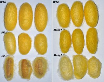 Analysis of Transformed Cocoons