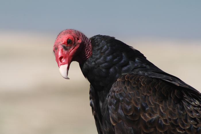 Turkey Vulture (Cathartes aura)