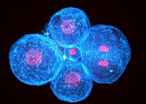 Cell contraction drive the initial shaping of human embryos