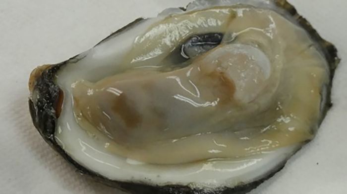 Healthy oyster from Chesapeake Bay