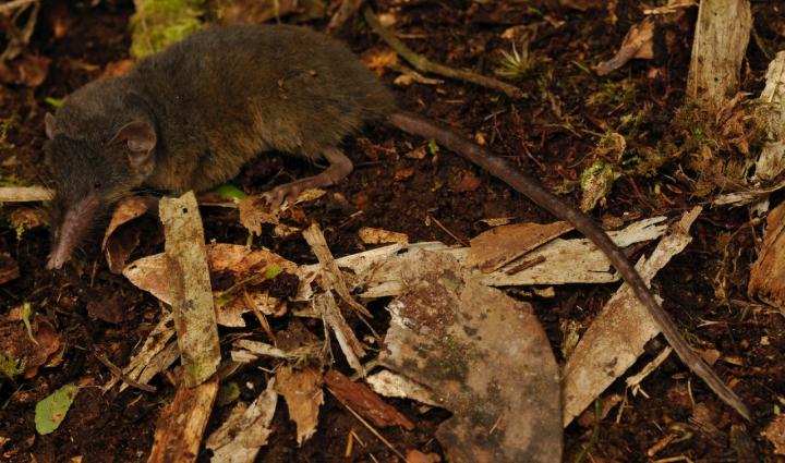 The Naming of the Shrew