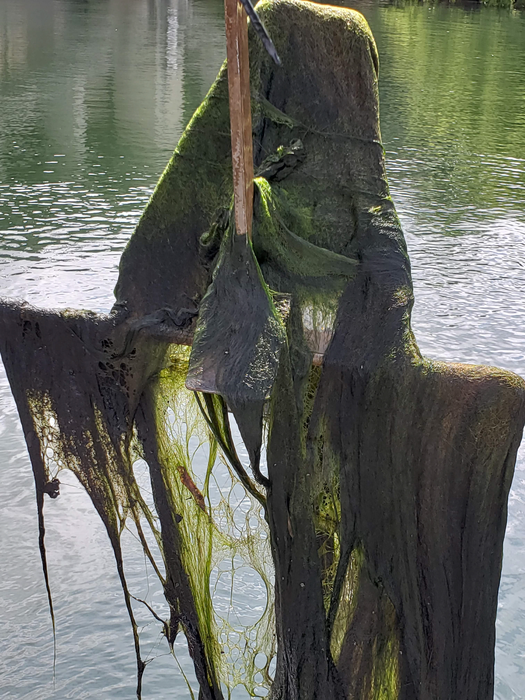 Green algae on Lady Bird Lake