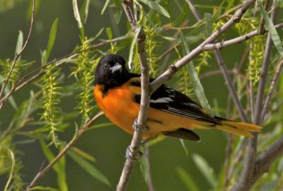 Baltimore Oriole