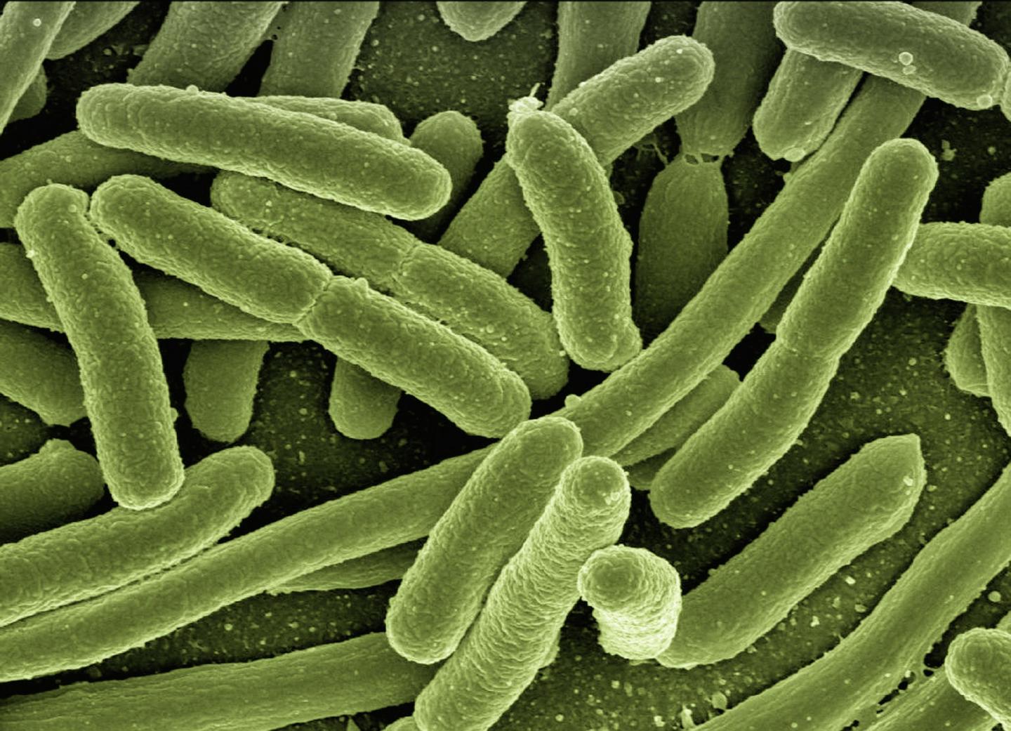 <em>E. coli</em> Bacteria