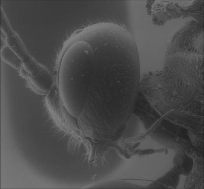 <i>Odontocolon quercinum</i>