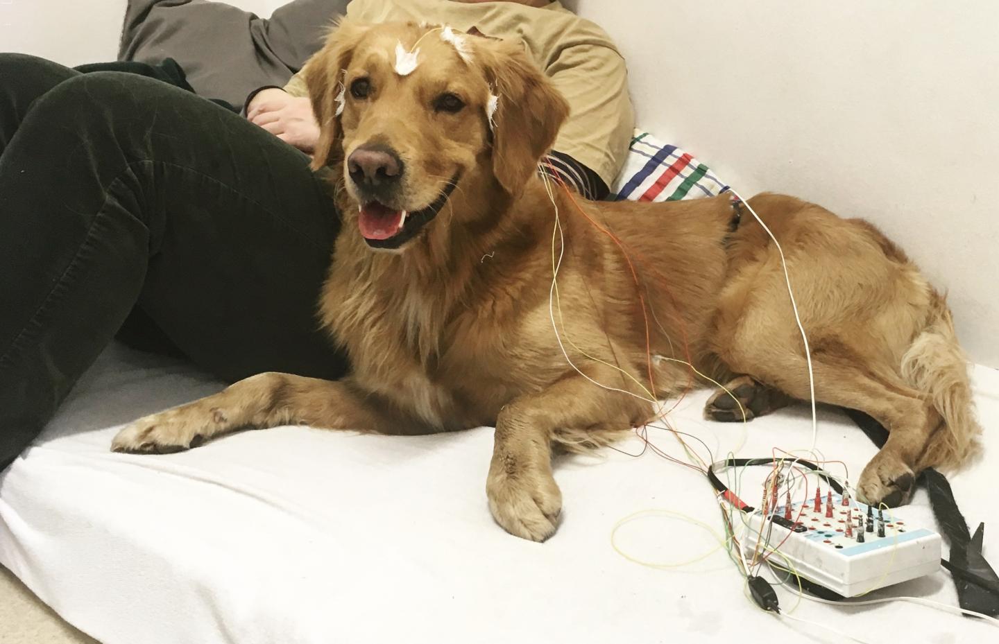 Dog with EEG