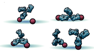 Walking antibodies