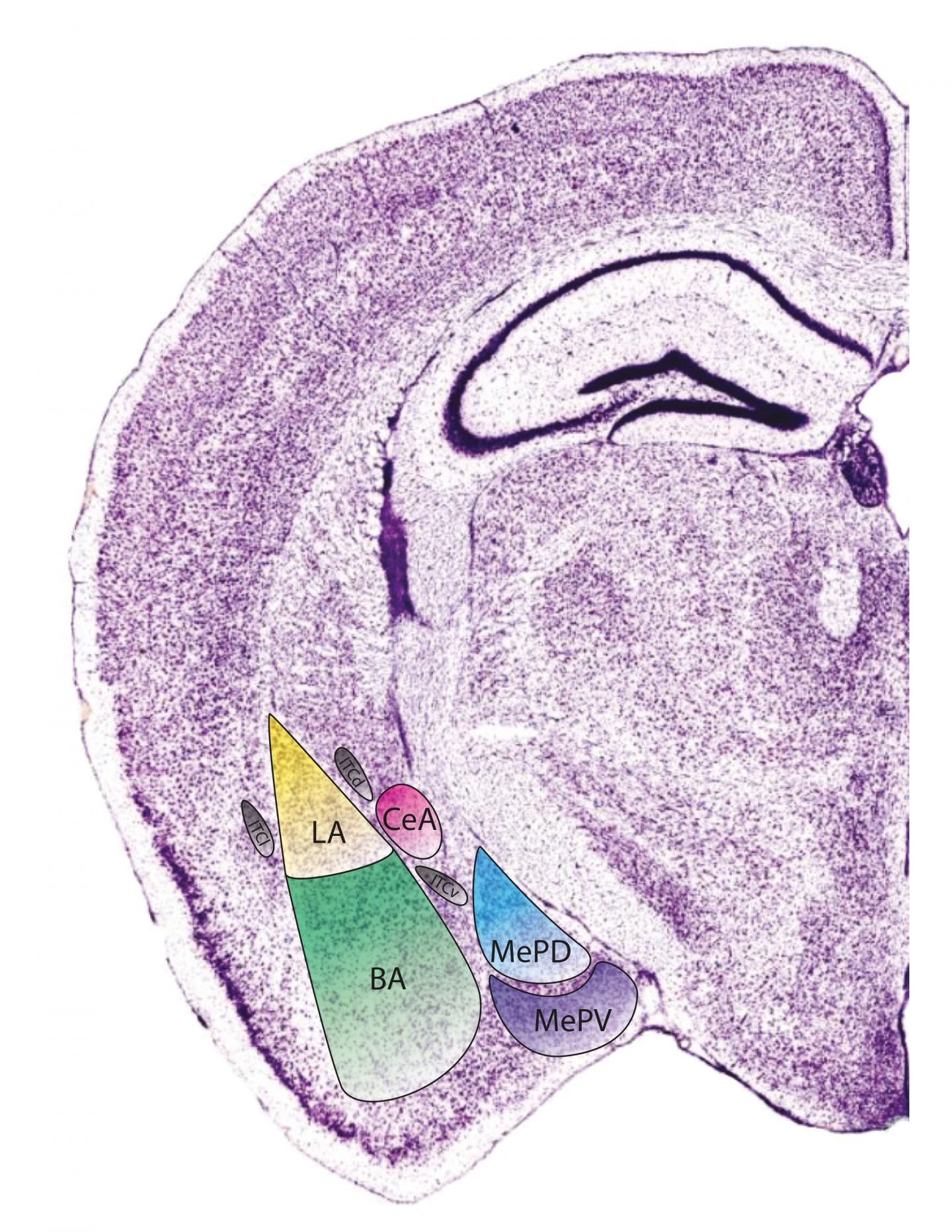 Mouse Amygdala