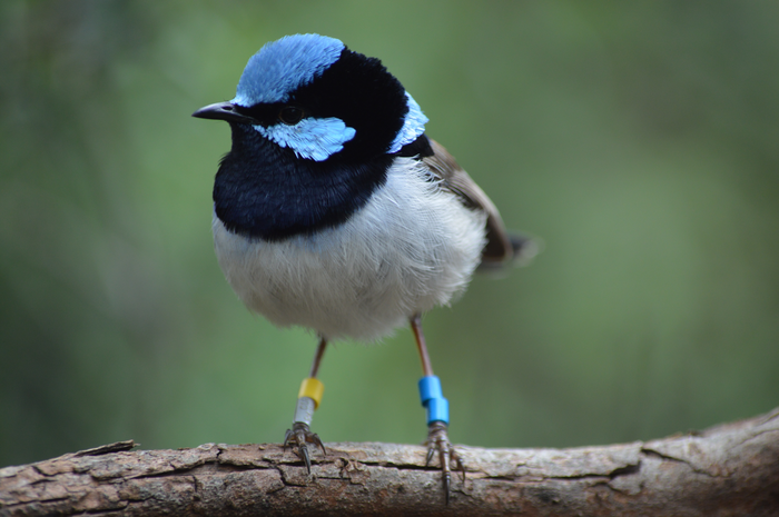 Superb fairy-wren
