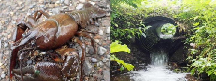 Non-Native Signal Crayfish and a Road-Crossing Culvert