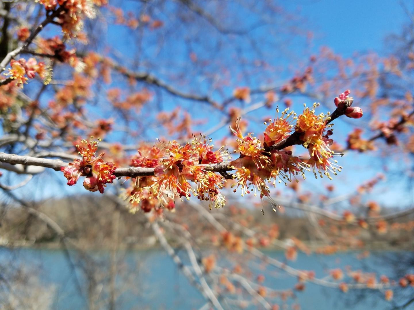 Virginia Creeper (Rutgers NJAES)