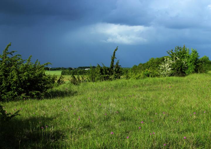 Permanent grassland in agricultural landscapes