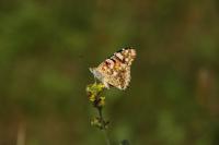 Painted Lady Butterfly 2