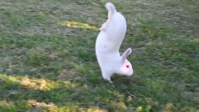 Gene required for jumping identified in rabbits
