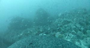 Sea lion with camera swimming