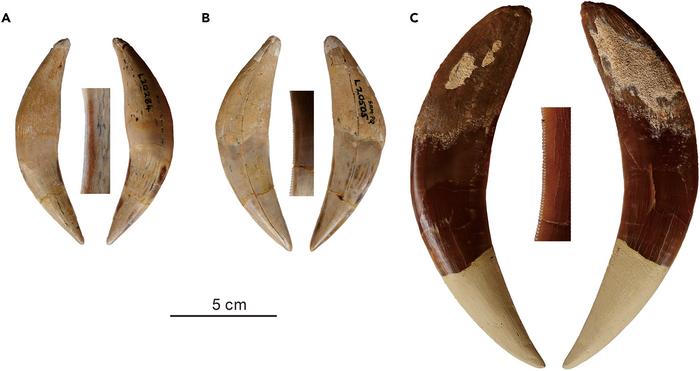 An array of sabertooth teeth from Dinofelis, Lokotunjailurus, and Adeilosmilus CREDIT iScience Jiangzuo et al.