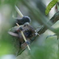 Bamboo Lemur Infant