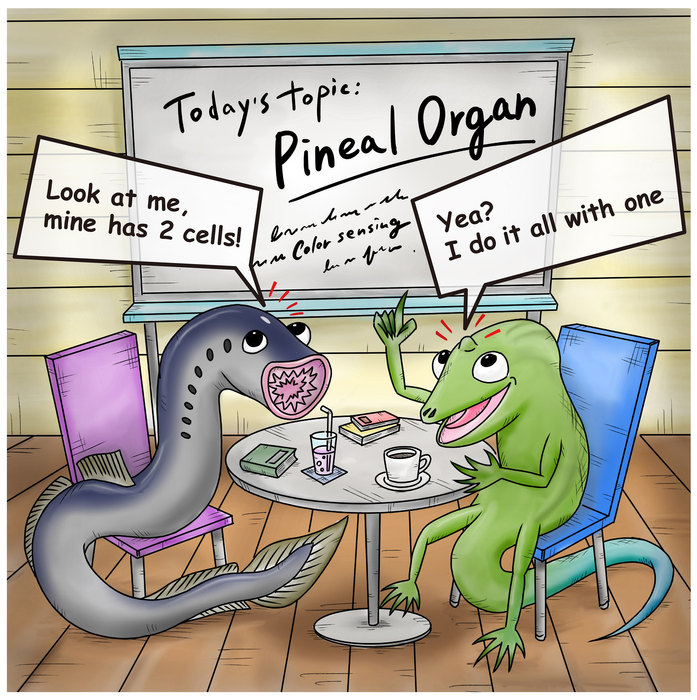 Roundtable discussion about the pineal organ