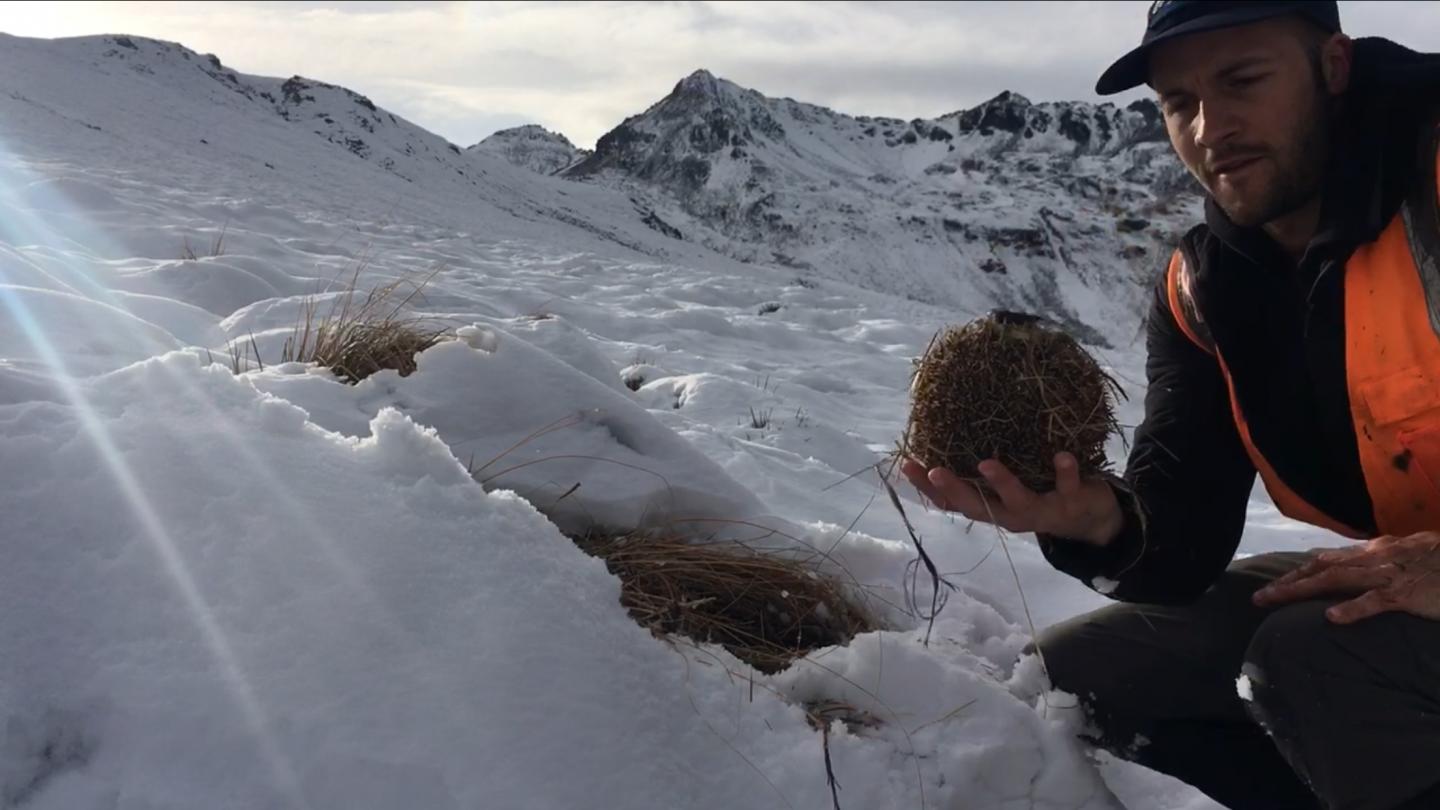 Hibernating hedgehog