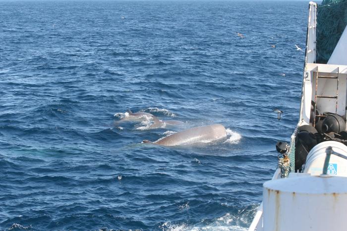 Sperm and northern bottlenose whale interactions with deep-water trawlers in the western North Atlantic