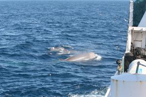 Sperm and northern bottlenose whale interactions with deep-water trawlers in the western North Atlantic