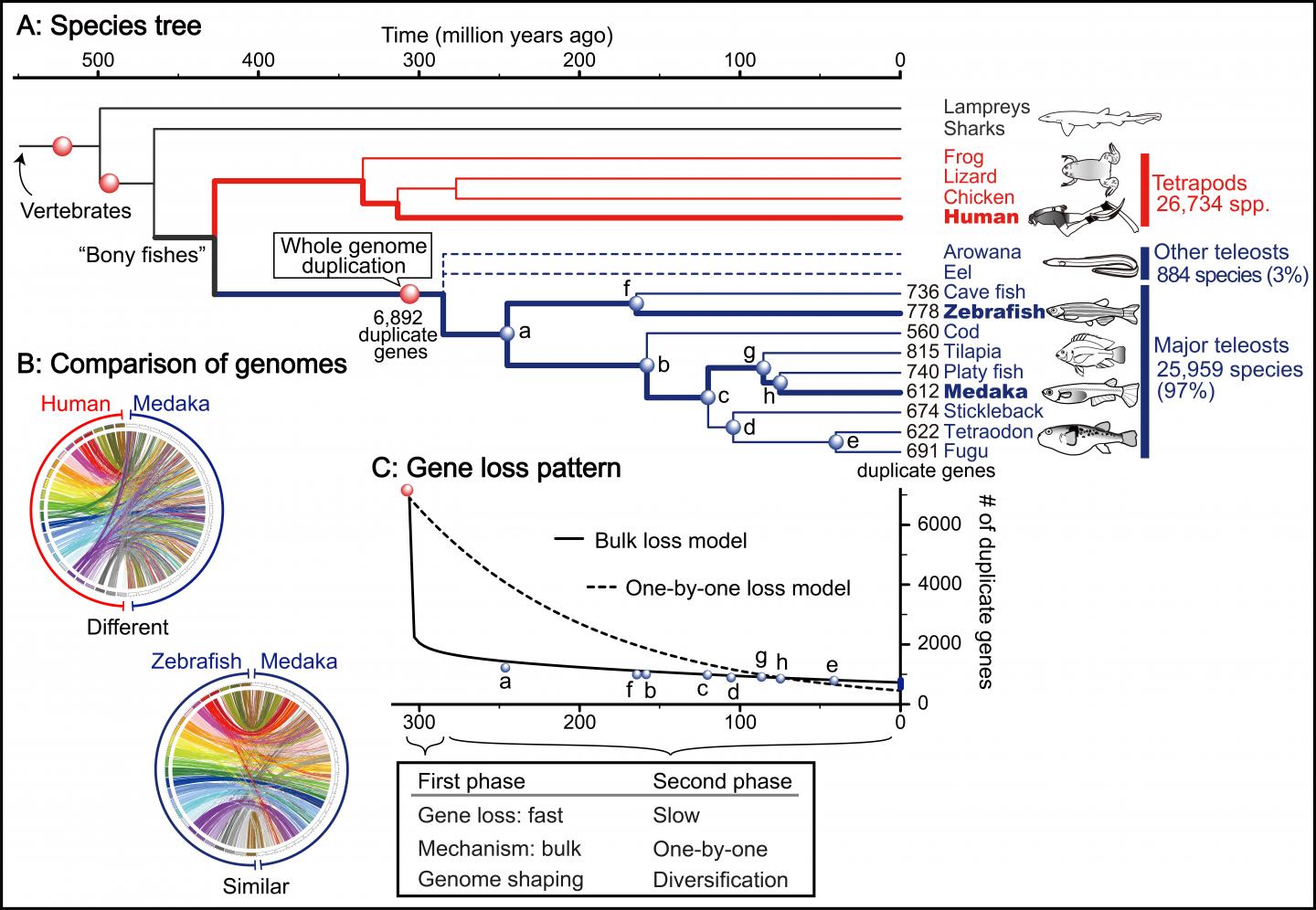 Gene Loss Pattern after Teleos [IMAGE] EurekAlert! Science News Releases