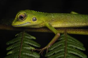 Green crested lizard