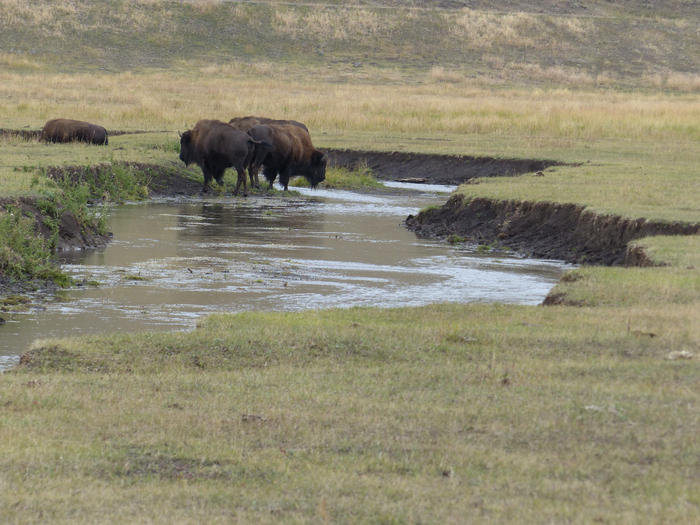 Bison in Yellowstone