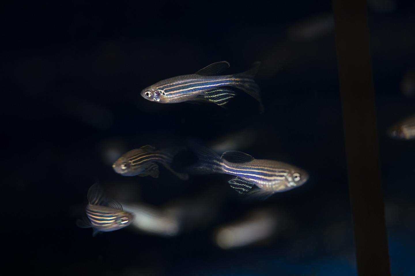 Zebrafish [IMAGE] EurekAlert! Science News Releases