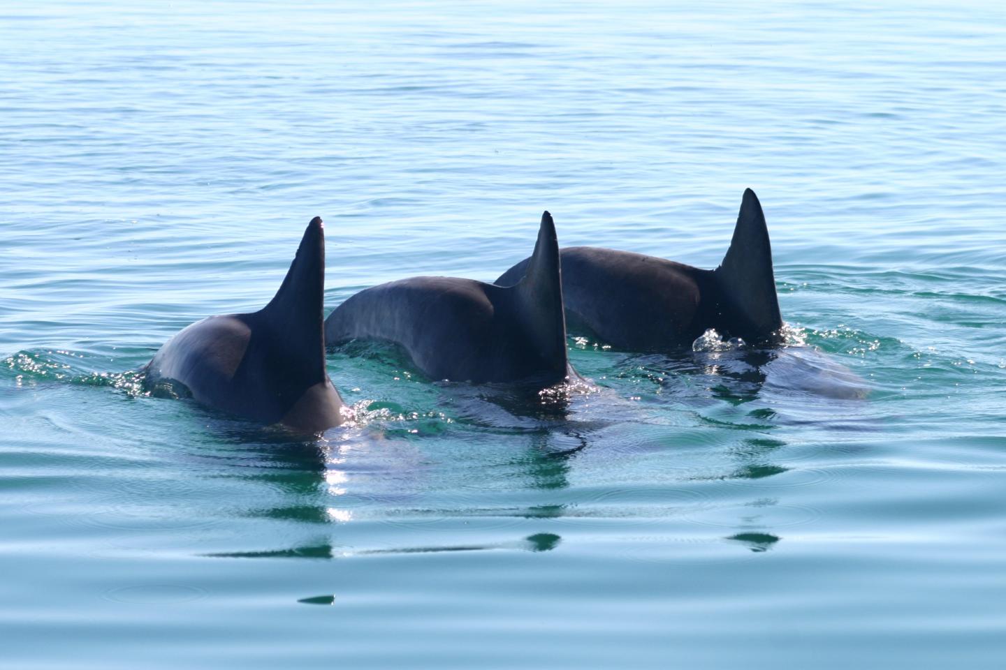 Trio of Male Dolphins