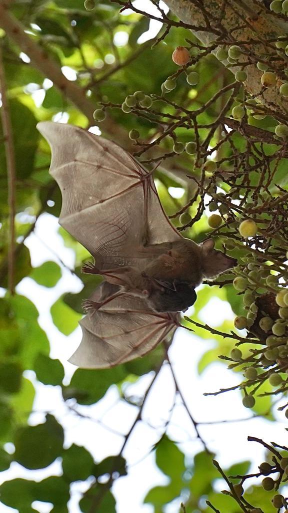 Images of bats.