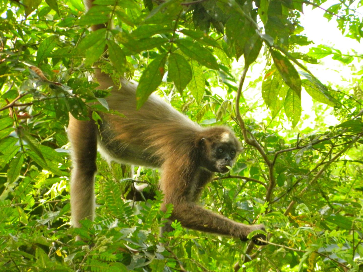 Spider Monkey (3 of 3)