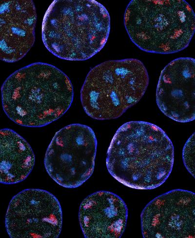 Sharing the Helper Cells for a Stronger Response (1 of 3)