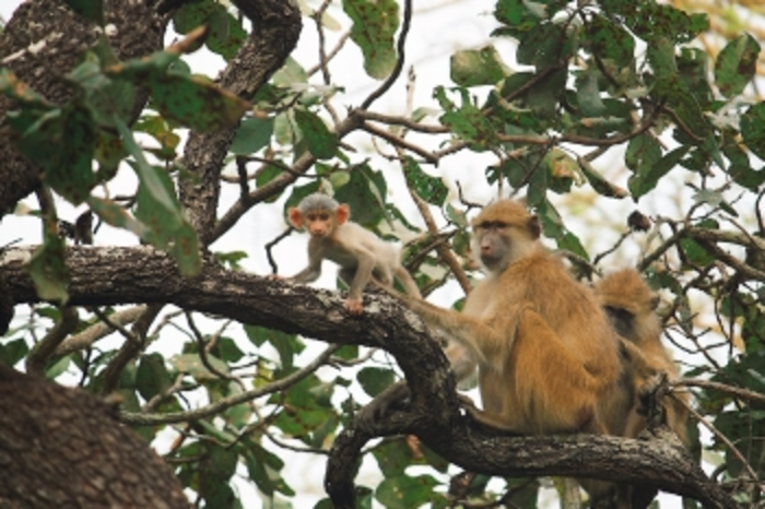 Study: Baby Kinda baboons become independent faster if moms are social, dominant