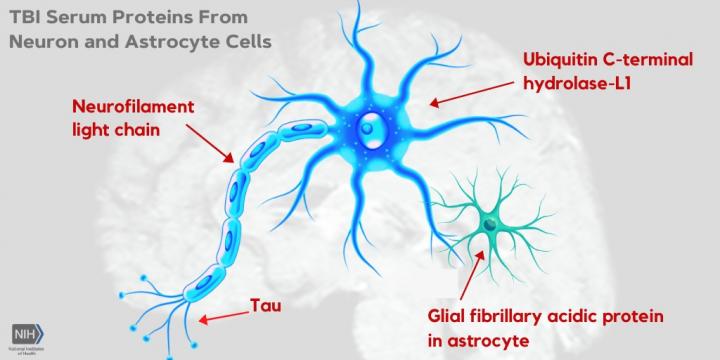 TBI serum proteins from neuron and astrocyte cells