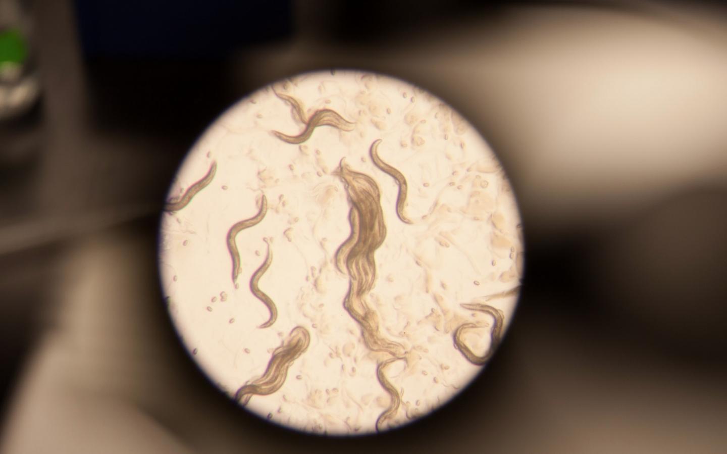 C. elegans under microscope