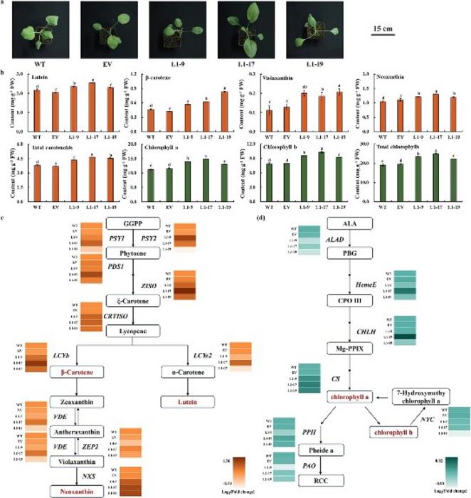 BoaBZR1.1 promoted the biosynthesis of carotenoids and chlorophylls in Chinese kale.