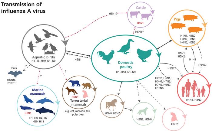 Transmission of Influenza A virus