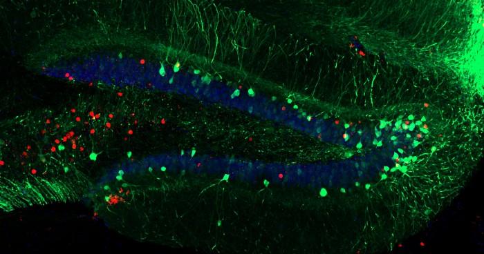Can Memory Manipulation Help Treat Alcohol Addiction?