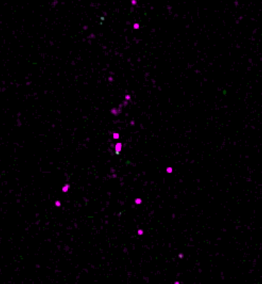 Arabidopsis layers