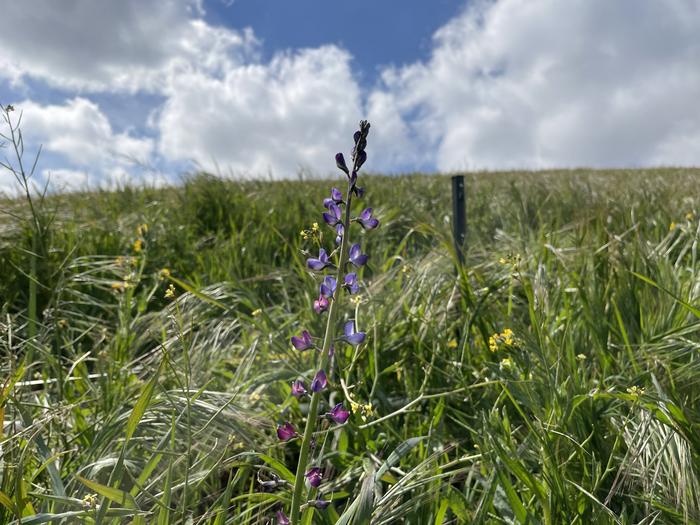 wildflower competing with grasses