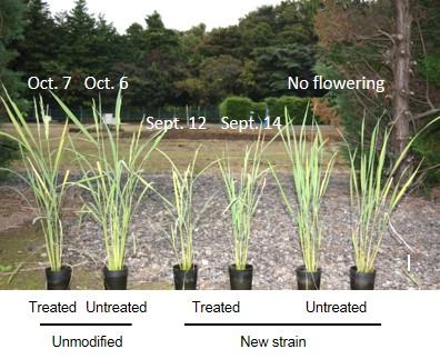 Unmodified and New Rice Strains Tested in Pots under Natural Field Conditions