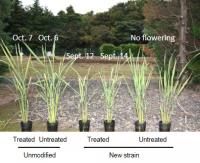 Unmodified and New Rice Strains Tested in Pots under Natural Field Conditions