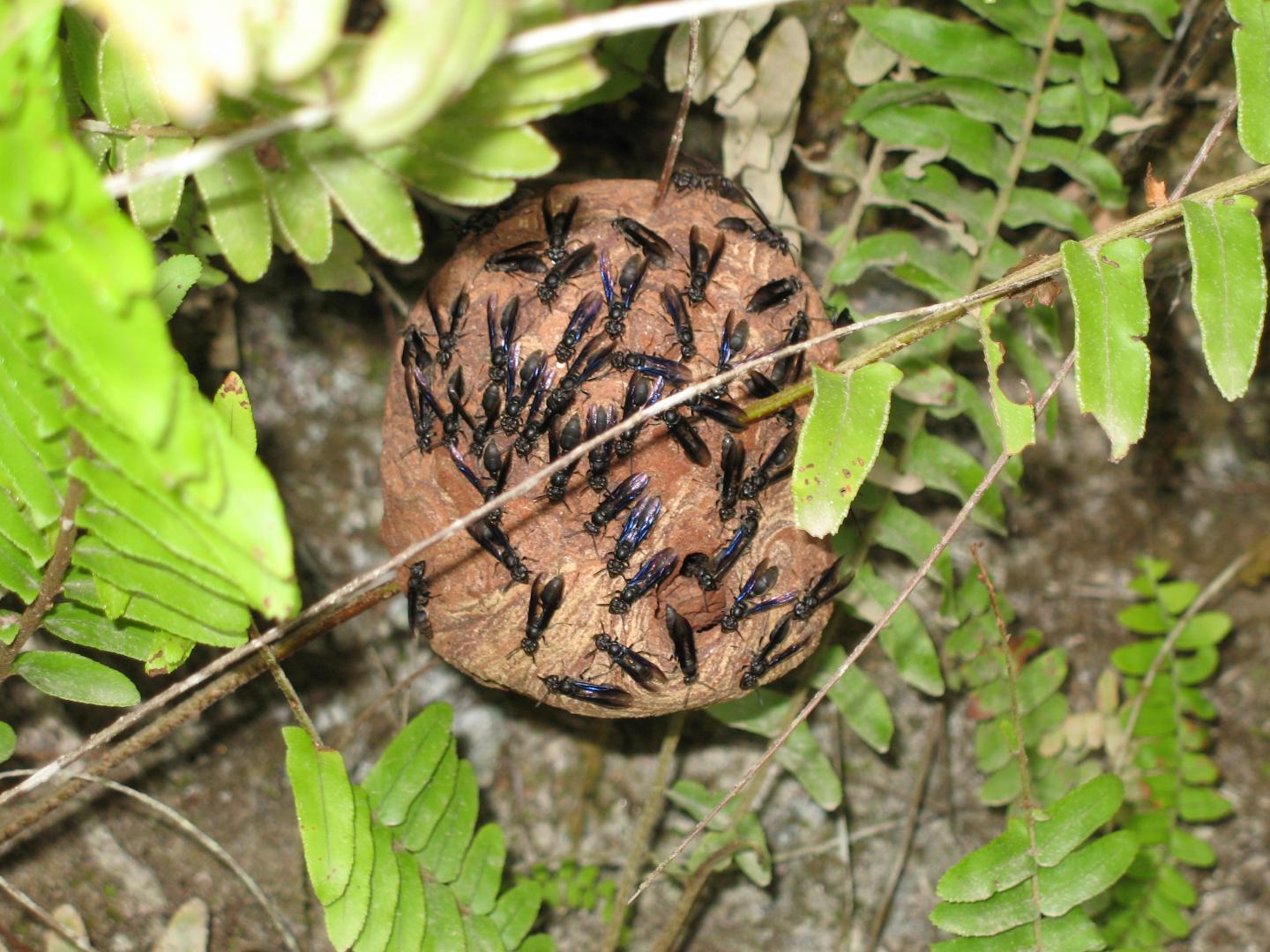 <em>Polybia raui</em>