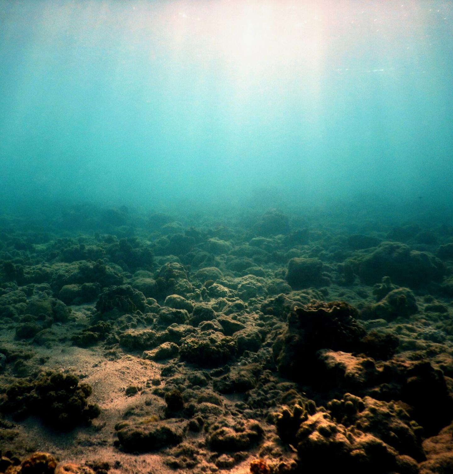 Images  of  Degraded  Coral  Reefs  at  Lizard  Island