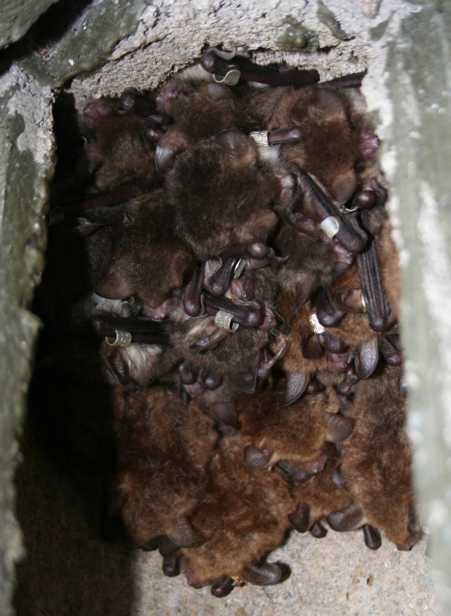 Bats at Study Site, Wytham Woods, UK